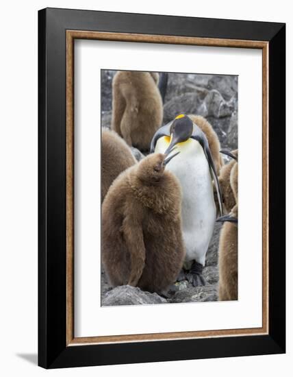 Adult King penguin with Chick. St. Andrews Bay, South Georgia Islands.-Tom Norring-Framed Photographic Print