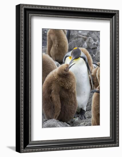 Adult King penguin with Chick. St. Andrews Bay, South Georgia Islands.-Tom Norring-Framed Photographic Print