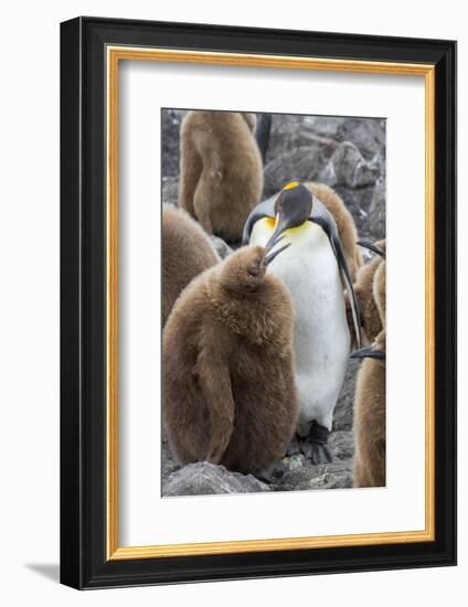 Adult King penguin with Chick. St. Andrews Bay, South Georgia Islands.-Tom Norring-Framed Photographic Print