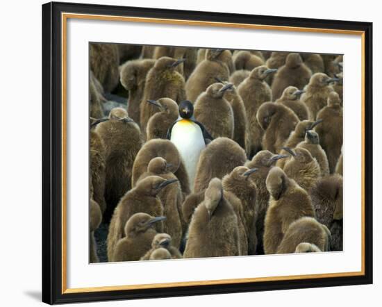 Adult King Penguin with Group of Juveniles-Darrell Gulin-Framed Photographic Print