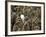 Adult King Penguin with Group of Juveniles-Darrell Gulin-Framed Photographic Print