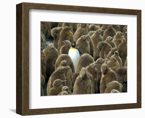 Adult King Penguin with Group of Juveniles-Darrell Gulin-Framed Photographic Print