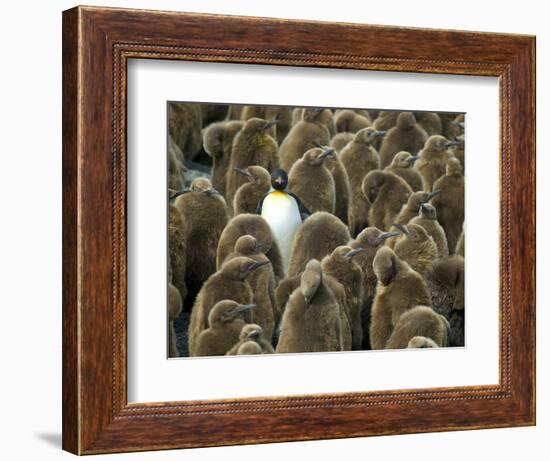 Adult King Penguin with Group of Juveniles-Darrell Gulin-Framed Photographic Print