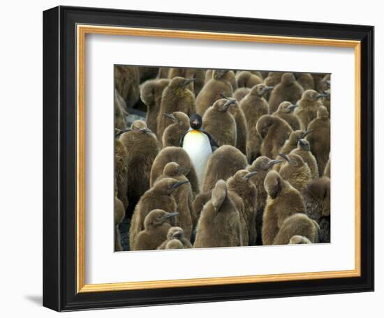 Adult King Penguin with Group of Juveniles-Darrell Gulin-Framed Photographic Print