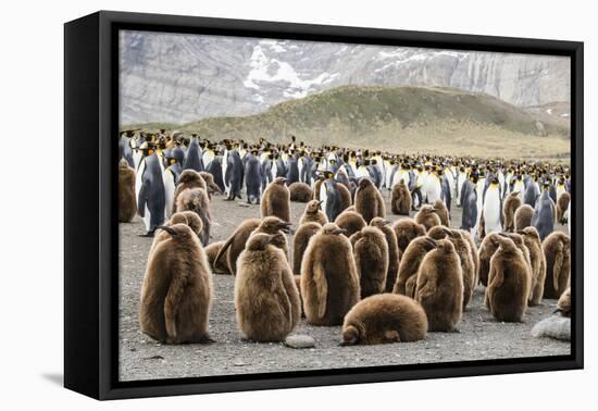 Adult king penguins and oakum boy chicks (Aptenodytes patagonicus)-Michael Nolan-Framed Premier Image Canvas