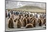 Adult king penguins and oakum boy chicks (Aptenodytes patagonicus)-Michael Nolan-Mounted Photographic Print