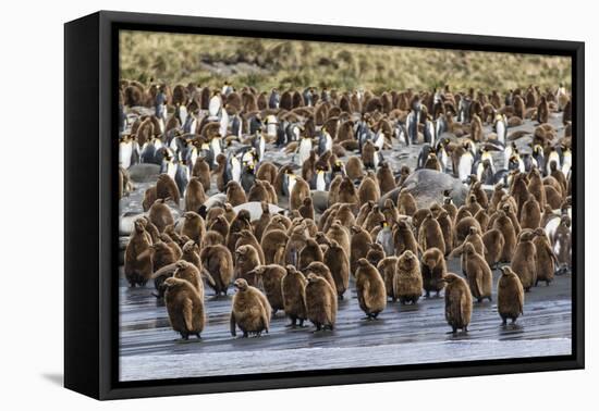 Adult King Penguins and Okum Boy Chicks (Aptenodytes Patagonicus) Heading to Sea in Gold Harbor-Michael Nolan-Framed Premier Image Canvas