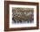 Adult King Penguins and Okum Boy Chicks (Aptenodytes Patagonicus) Heading to Sea in Gold Harbor-Michael Nolan-Framed Photographic Print