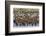 Adult King Penguins and Okum Boy Chicks (Aptenodytes Patagonicus) Heading to Sea in Gold Harbor-Michael Nolan-Framed Photographic Print