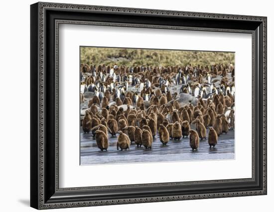 Adult King Penguins and Okum Boy Chicks (Aptenodytes Patagonicus) Heading to Sea in Gold Harbor-Michael Nolan-Framed Photographic Print