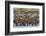 Adult King Penguins and Okum Boy Chicks (Aptenodytes Patagonicus) Heading to Sea in Gold Harbor-Michael Nolan-Framed Photographic Print