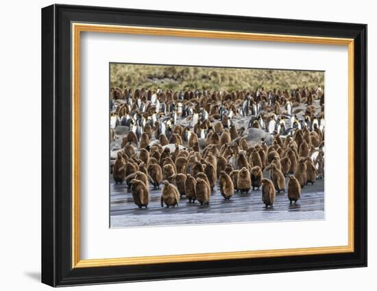 Adult King Penguins and Okum Boy Chicks (Aptenodytes Patagonicus) Heading to Sea in Gold Harbor-Michael Nolan-Framed Photographic Print