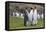 Adult King Penguins (Aptenodytes Patagonicus) at Breeding Colony at Fortuna Bay, South Georgia-Michael Nolan-Framed Premier Image Canvas