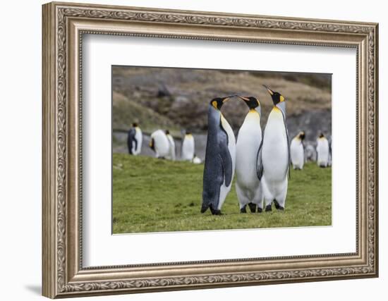 Adult King Penguins (Aptenodytes Patagonicus) at Breeding Colony at Fortuna Bay, South Georgia-Michael Nolan-Framed Photographic Print