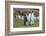 Adult King Penguins (Aptenodytes Patagonicus) at Breeding Colony at Fortuna Bay, South Georgia-Michael Nolan-Framed Photographic Print