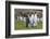 Adult King Penguins (Aptenodytes Patagonicus) at Breeding Colony at Fortuna Bay, South Georgia-Michael Nolan-Framed Photographic Print