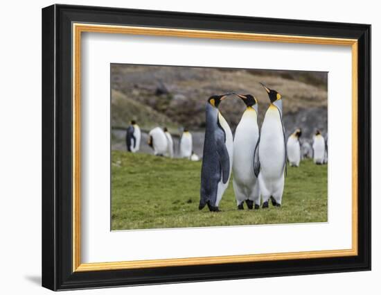 Adult King Penguins (Aptenodytes Patagonicus) at Breeding Colony at Fortuna Bay, South Georgia-Michael Nolan-Framed Photographic Print