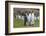 Adult King Penguins (Aptenodytes Patagonicus) at Breeding Colony at Fortuna Bay, South Georgia-Michael Nolan-Framed Photographic Print