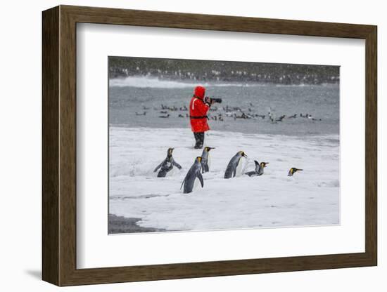 Adult King Penguins (Aptenodytes Patagonicus) Going to Sea at St. Andrews Bay, Polar Regions-Michael Nolan-Framed Photographic Print