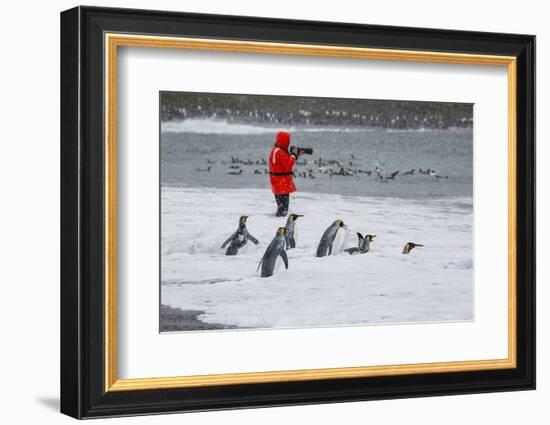 Adult King Penguins (Aptenodytes Patagonicus) Going to Sea at St. Andrews Bay, Polar Regions-Michael Nolan-Framed Photographic Print