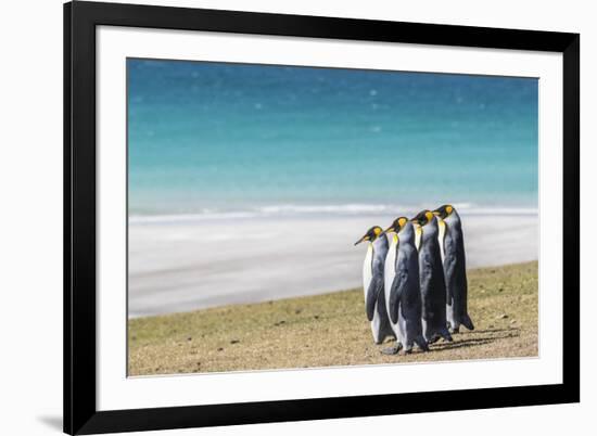 Adult king penguins (Aptenodytes patagonicus) on the grassy slopes of Saunders Island, Falkland Isl-Michael Nolan-Framed Photographic Print