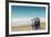 Adult king penguins (Aptenodytes patagonicus) on the grassy slopes of Saunders Island, Falkland Isl-Michael Nolan-Framed Photographic Print