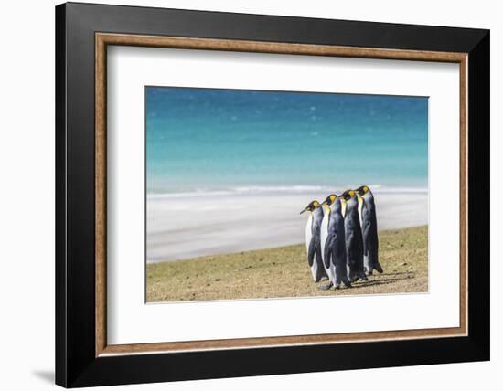 Adult king penguins (Aptenodytes patagonicus) on the grassy slopes of Saunders Island, Falkland Isl-Michael Nolan-Framed Photographic Print