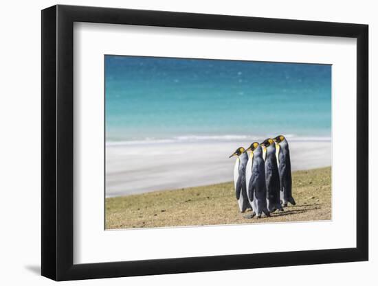 Adult king penguins (Aptenodytes patagonicus) on the grassy slopes of Saunders Island, Falkland Isl-Michael Nolan-Framed Photographic Print