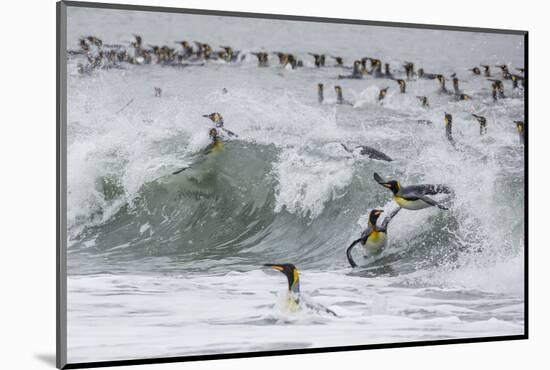 Adult King Penguins (Aptenodytes Patagonicus) Returning from Sea at St. Andrews Bay, Polar Regions-Michael Nolan-Mounted Photographic Print