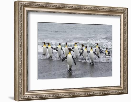 Adult King Penguins (Aptenodytes Patagonicus) Returning from Sea at St. Andrews Bay, Polar Regions-Michael Nolan-Framed Photographic Print