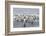 Adult King Penguins (Aptenodytes Patagonicus) Returning from Sea at St. Andrews Bay, Polar Regions-Michael Nolan-Framed Photographic Print