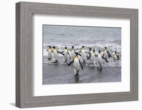 Adult King Penguins (Aptenodytes Patagonicus) Returning from Sea at St. Andrews Bay, Polar Regions-Michael Nolan-Framed Photographic Print