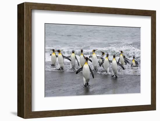 Adult King Penguins (Aptenodytes Patagonicus) Returning from Sea at St. Andrews Bay, Polar Regions-Michael Nolan-Framed Photographic Print