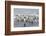 Adult King Penguins (Aptenodytes Patagonicus) Returning from Sea at St. Andrews Bay, Polar Regions-Michael Nolan-Framed Photographic Print