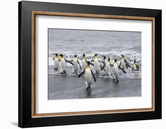 Adult King Penguins (Aptenodytes Patagonicus) Returning from Sea at St. Andrews Bay, Polar Regions-Michael Nolan-Framed Photographic Print