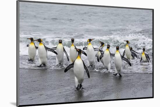 Adult King Penguins (Aptenodytes Patagonicus) Returning from Sea at St. Andrews Bay, Polar Regions-Michael Nolan-Mounted Photographic Print