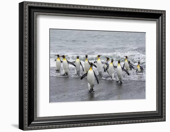 Adult King Penguins (Aptenodytes Patagonicus) Returning from Sea at St. Andrews Bay, Polar Regions-Michael Nolan-Framed Photographic Print