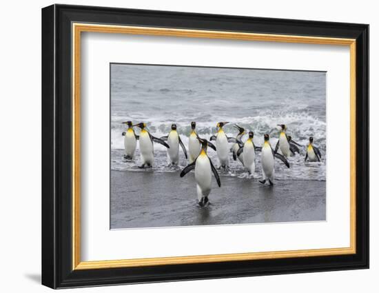Adult King Penguins (Aptenodytes Patagonicus) Returning from Sea at St. Andrews Bay, Polar Regions-Michael Nolan-Framed Photographic Print