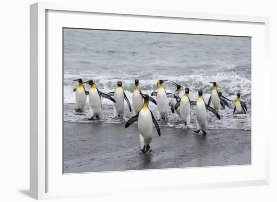 Adult King Penguins (Aptenodytes Patagonicus) Returning from Sea at St. Andrews Bay, Polar Regions-Michael Nolan-Framed Photographic Print