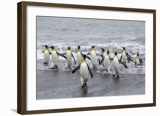 Adult King Penguins (Aptenodytes Patagonicus) Returning from Sea at St. Andrews Bay, Polar Regions-Michael Nolan-Framed Photographic Print