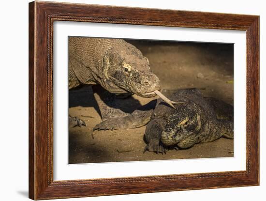 Adult Komodo dragon smelling another dragon with its tongue on Rinca Island, Flores Sea, Indonesia-Michael Nolan-Framed Photographic Print