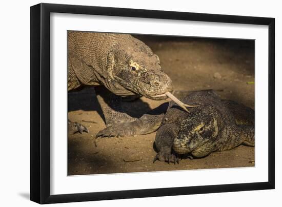Adult Komodo dragon smelling another dragon with its tongue on Rinca Island, Flores Sea, Indonesia-Michael Nolan-Framed Photographic Print