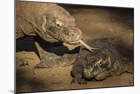 Adult Komodo dragon smelling another dragon with its tongue on Rinca Island, Flores Sea, Indonesia-Michael Nolan-Mounted Photographic Print