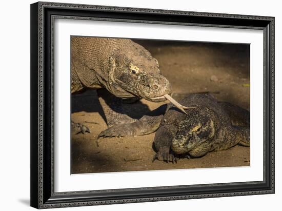 Adult Komodo dragon smelling another dragon with its tongue on Rinca Island, Flores Sea, Indonesia-Michael Nolan-Framed Photographic Print