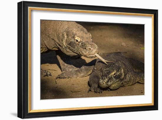 Adult Komodo dragon smelling another dragon with its tongue on Rinca Island, Flores Sea, Indonesia-Michael Nolan-Framed Photographic Print