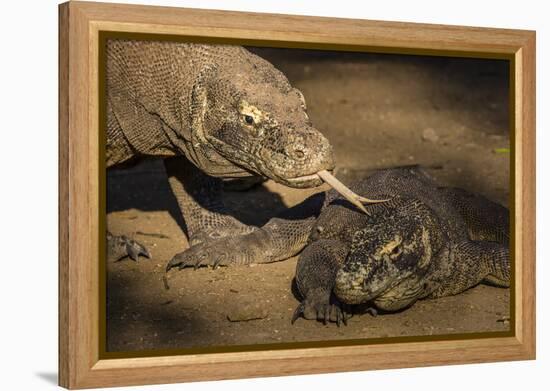 Adult Komodo dragon smelling another dragon with its tongue on Rinca Island, Flores Sea, Indonesia-Michael Nolan-Framed Premier Image Canvas