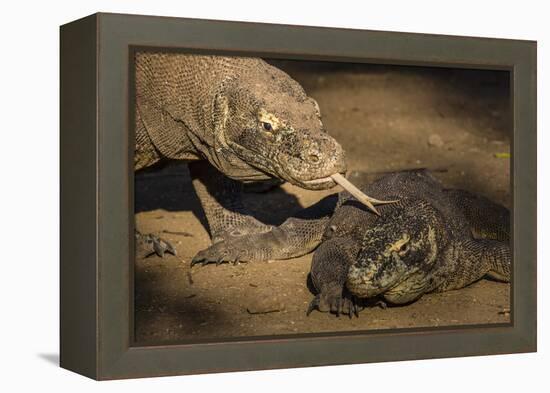 Adult Komodo dragon smelling another dragon with its tongue on Rinca Island, Flores Sea, Indonesia-Michael Nolan-Framed Premier Image Canvas