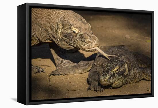 Adult Komodo dragon smelling another dragon with its tongue on Rinca Island, Flores Sea, Indonesia-Michael Nolan-Framed Premier Image Canvas