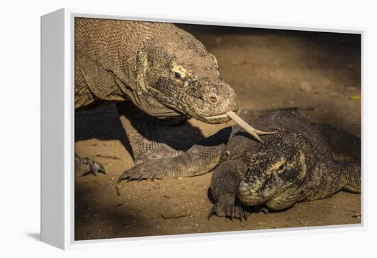 Adult Komodo dragon smelling another dragon with its tongue on Rinca Island, Flores Sea, Indonesia-Michael Nolan-Framed Premier Image Canvas