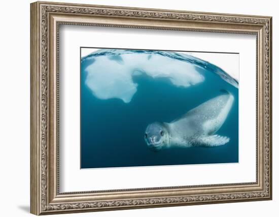 Adult Leopard Seal (Hydrurga Leptonyx) Inspecting the Camera Above and Below Water at Damoy Point-Michael Nolan-Framed Photographic Print